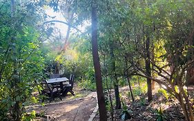 Bird Paradise In Bush Setting